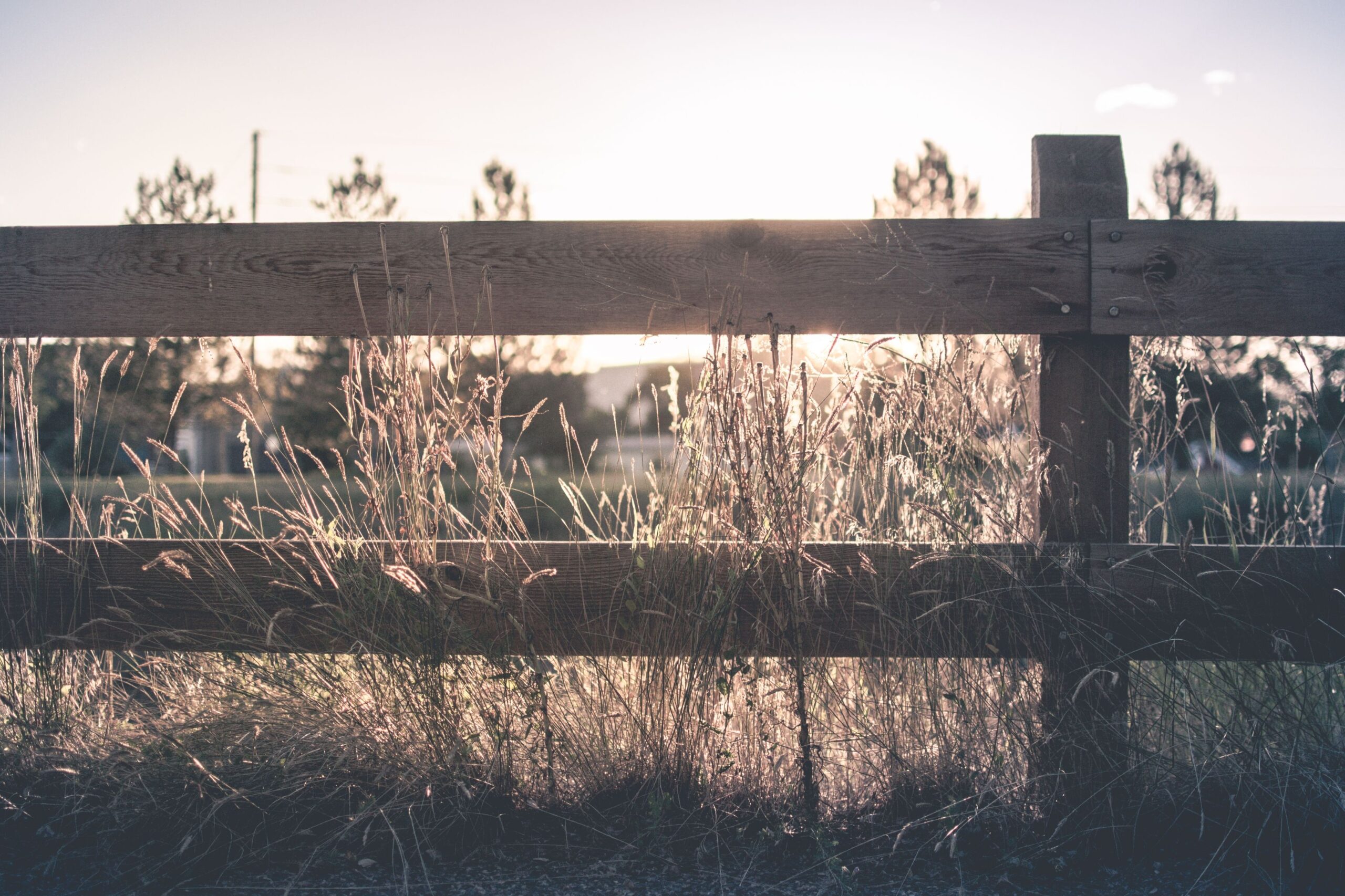 image_from_rawpixel_id_3297090_jpeg_ad35312eda